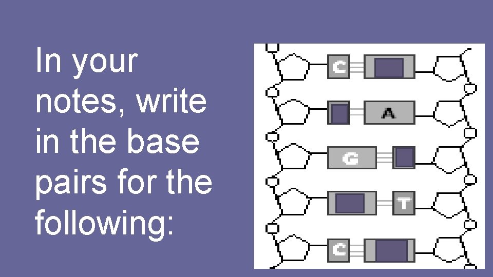 In your notes, write in the base pairs for the following: 