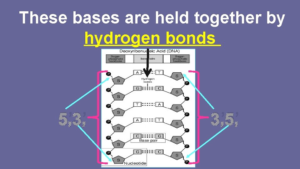 These bases are held together by hydrogen bonds 5’ 3’ 3’ 5’ 