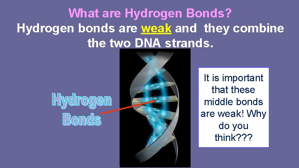 What are Hydrogen Bonds? Hydrogen bonds are weak and they combine the two DNA