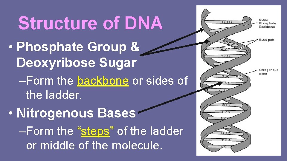 Structure of DNA • Phosphate Group & Deoxyribose Sugar –Form the backbone or sides
