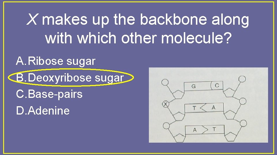 X makes up the backbone along with which other molecule? A. Ribose sugar B.