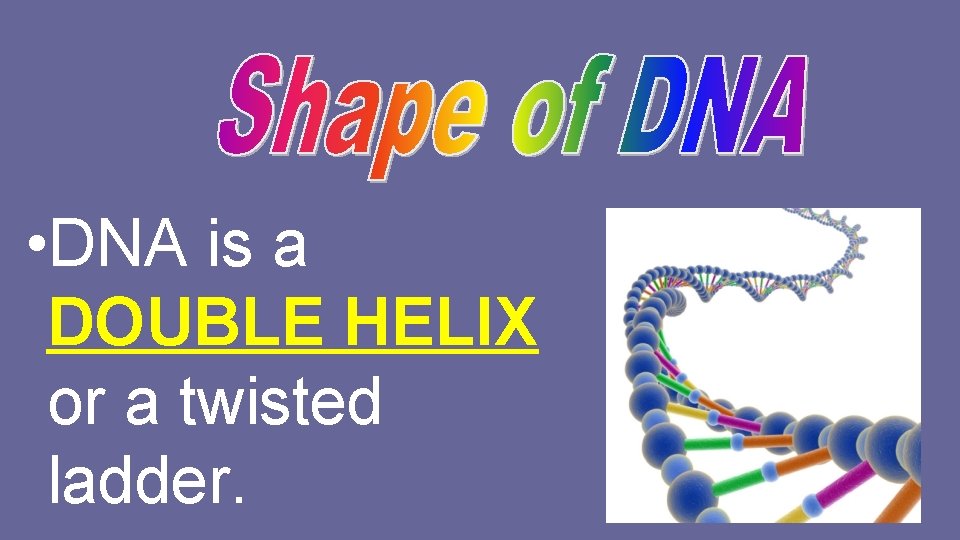  • DNA is a DOUBLE HELIX or a twisted ladder. 