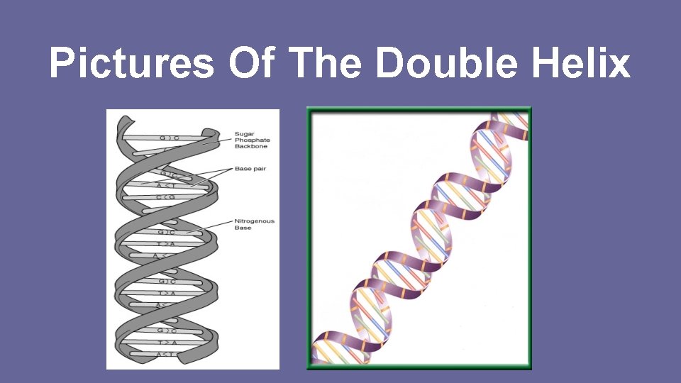 Pictures Of The Double Helix 