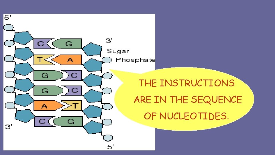 THE INSTRUCTIONS ARE IN THE SEQUENCE OF NUCLEOTIDES. 