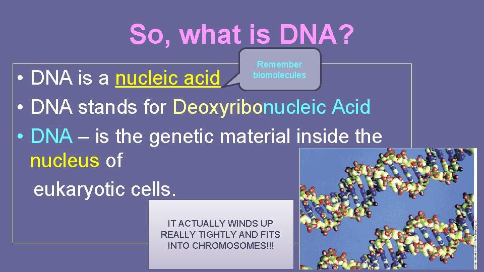 So, what is DNA? Remember biomolecules • DNA is a nucleic acid • DNA