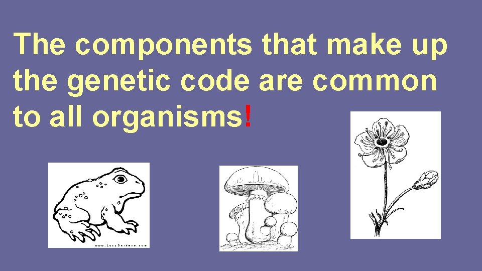 The components that make up the genetic code are common to all organisms! 