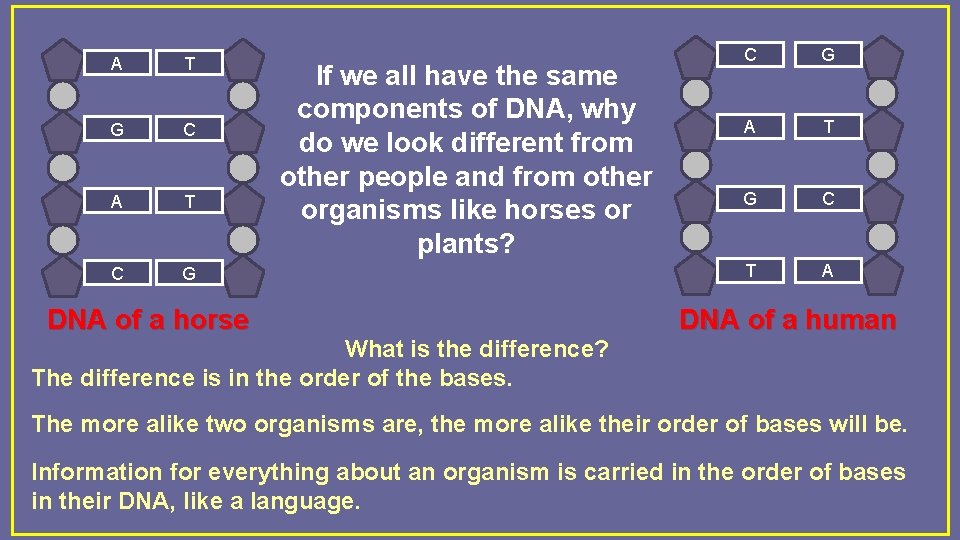A T G C A T C G DNA of a horse If we