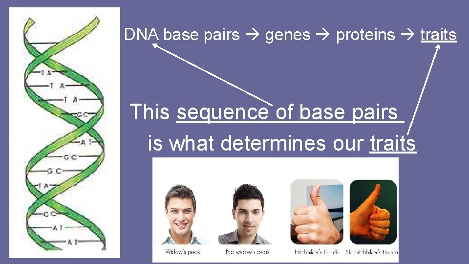 DNA base pairs genes proteins traits This sequence of base pairs is what determines