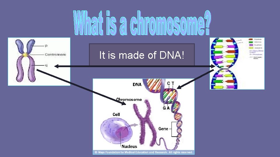 It is made of DNA! 