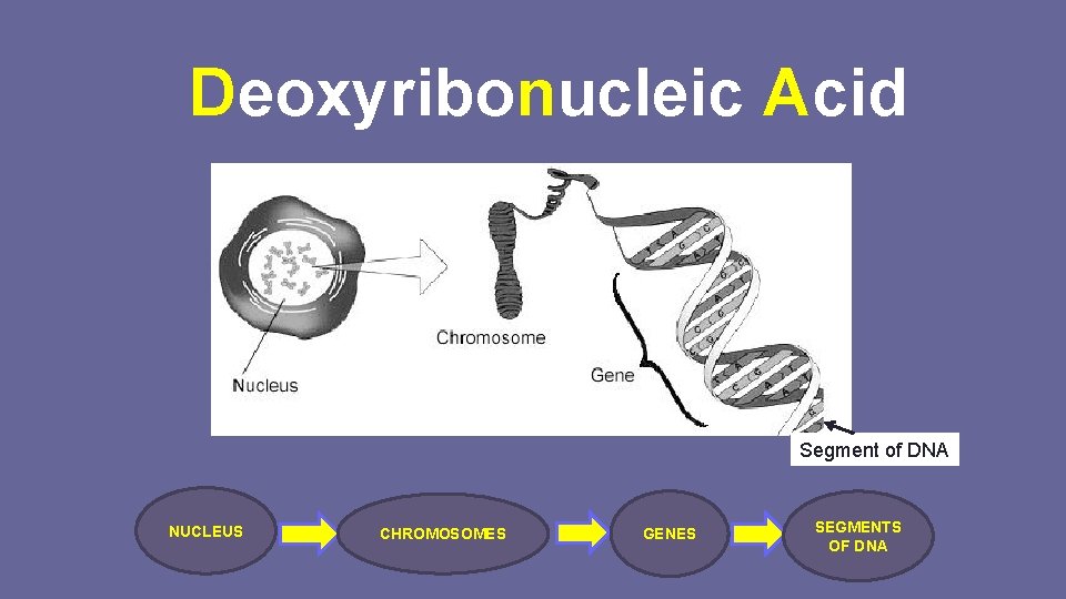Deoxyribonucleic Acid Segment of DNA NUCLEUS CHROMOSOMES GENES SEGMENTS OF DNA 