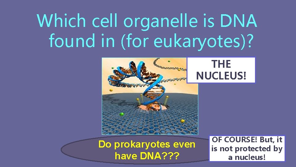 Which cell organelle is DNA found in (for eukaryotes)? THE NUCLEUS! Do prokaryotes even