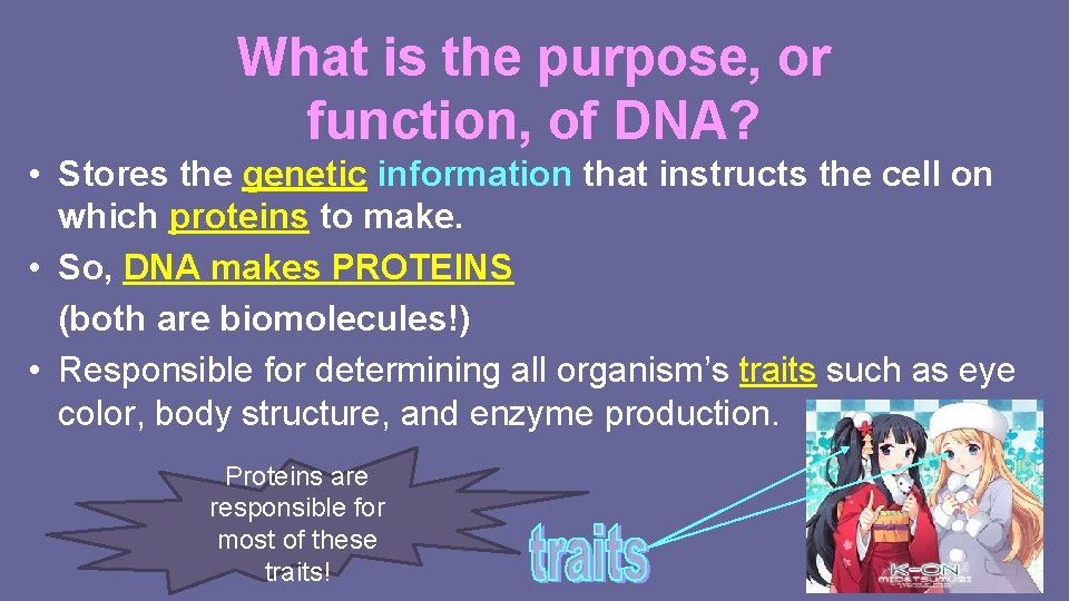 What is the purpose, or function, of DNA? • Stores the genetic information that