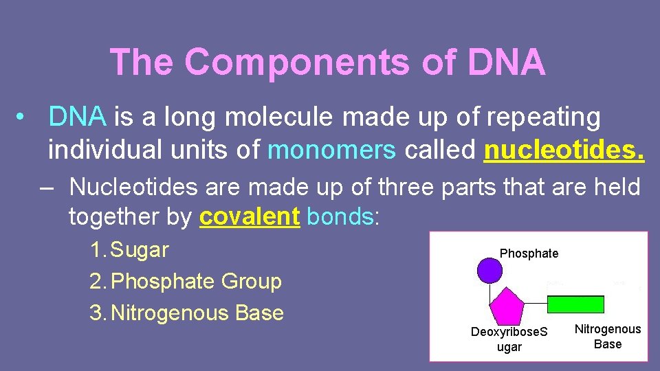 The Components of DNA • DNA is a long molecule made up of repeating