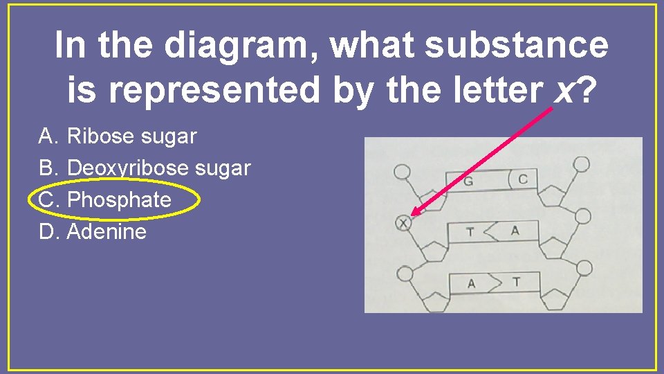 In the diagram, what substance is represented by the letter x? A. Ribose sugar