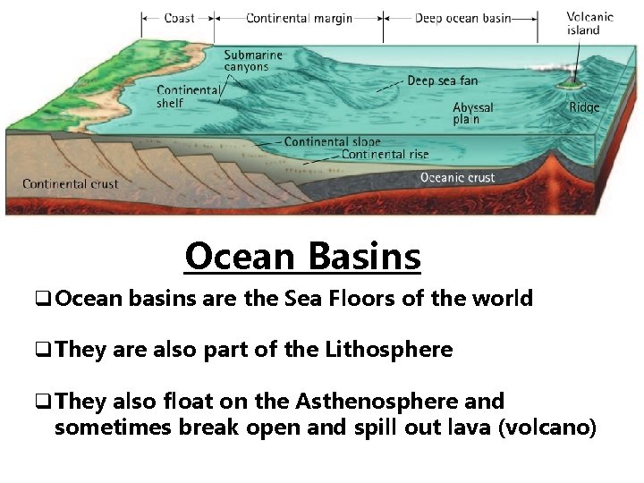 Ocean Basins q. Ocean basins are the Sea Floors of the world q. They
