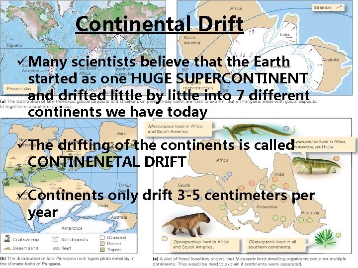 Continental Drift üMany scientists believe that the Earth started as one HUGE SUPERCONTINENT and