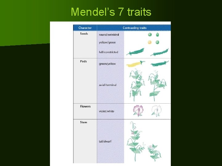 Mendel’s 7 traits 1. 2. 3. 4. 5. 6. 7. 