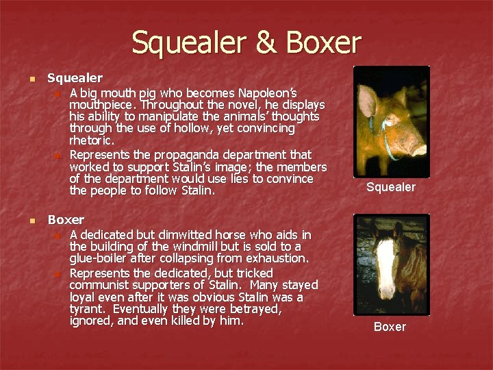 Squealer & Boxer n n Squealer n A big mouth pig who becomes Napoleon’s
