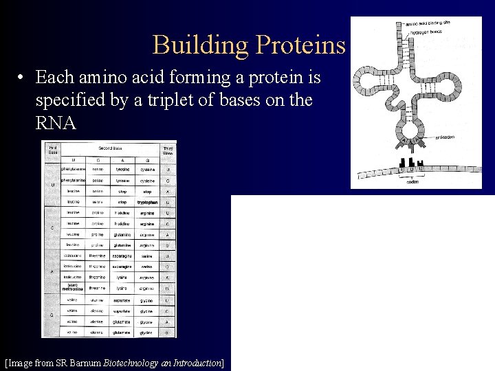 Building Proteins • Each amino acid forming a protein is specified by a triplet
