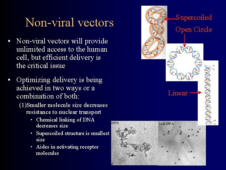 Non-viral vectors Supercoiled Open Circle • Non-viral vectors will provide unlimited access to the