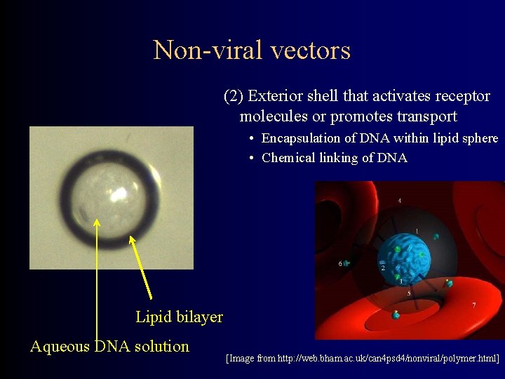 Non-viral vectors (2) Exterior shell that activates receptor molecules or promotes transport • Encapsulation