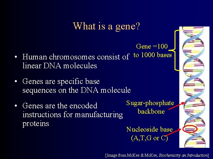 What is a gene? Gene =100 • Human chromosomes consist of to 1000 bases