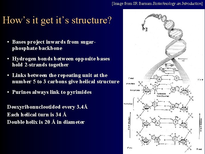 [Image from SR Barnum Biotechnology an Introduction] How’s it get it’s structure? • Bases