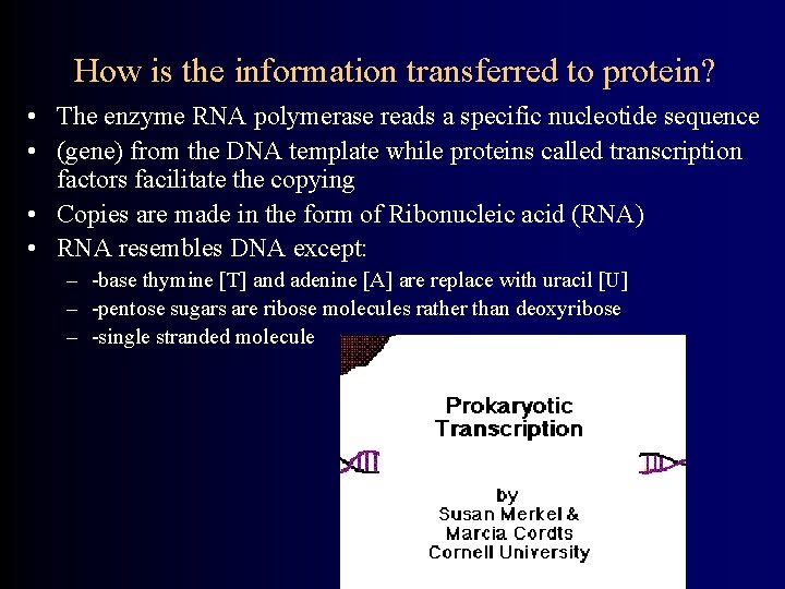 How is the information transferred to protein? • The enzyme RNA polymerase reads a