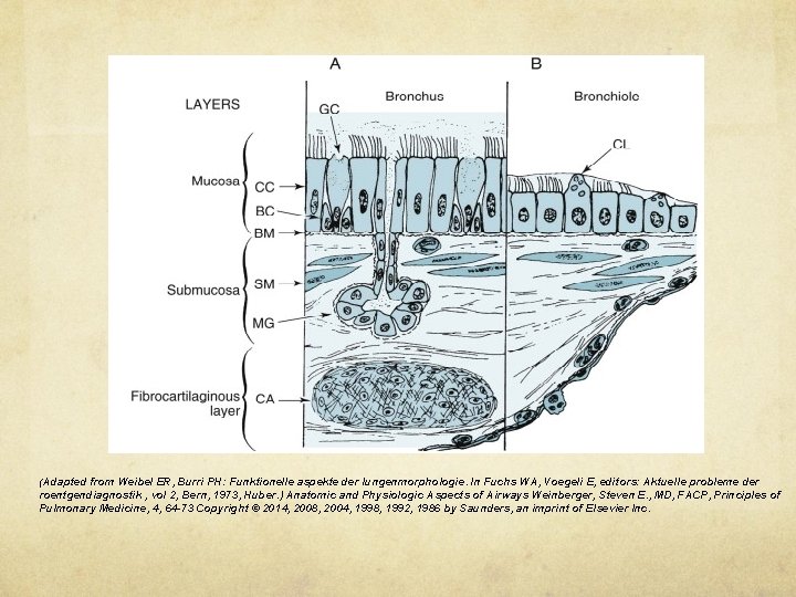 (Adapted from Weibel ER, Burri PH: Funktionelle aspekte der lungenmorphologie. In Fuchs WA, Voegeli