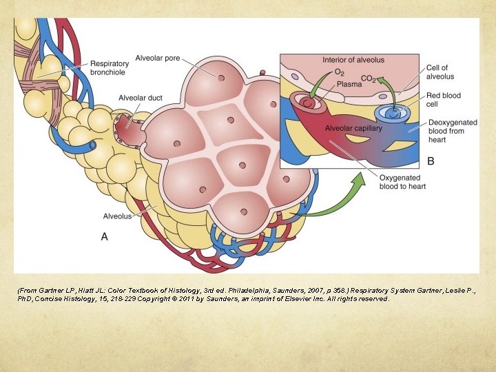 (From Gartner LP, Hiatt JL: Color Textbook of Histology, 3 rd ed. Philadelphia, Saunders,