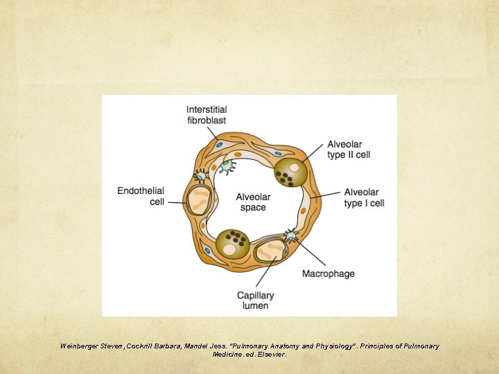 Weinberger Steven, Cockrill Barbara, Mandel Jess. “Pulmonary Anatomy and Physiology”. Principles of Pulmonary Medicine.