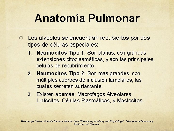 Anatomía Pulmonar Los alvéolos se encuentran recubiertos por dos tipos de células especiales: 1.