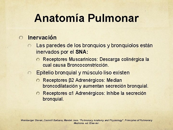 Anatomía Pulmonar Inervación Las paredes de los bronquios y bronquiolos están inervados por el