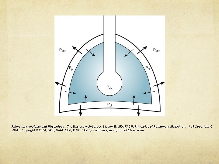 Pulmonary Anatomy and Physiology : The Basics. Weinberger, Steven E. , MD, FACP, Principles