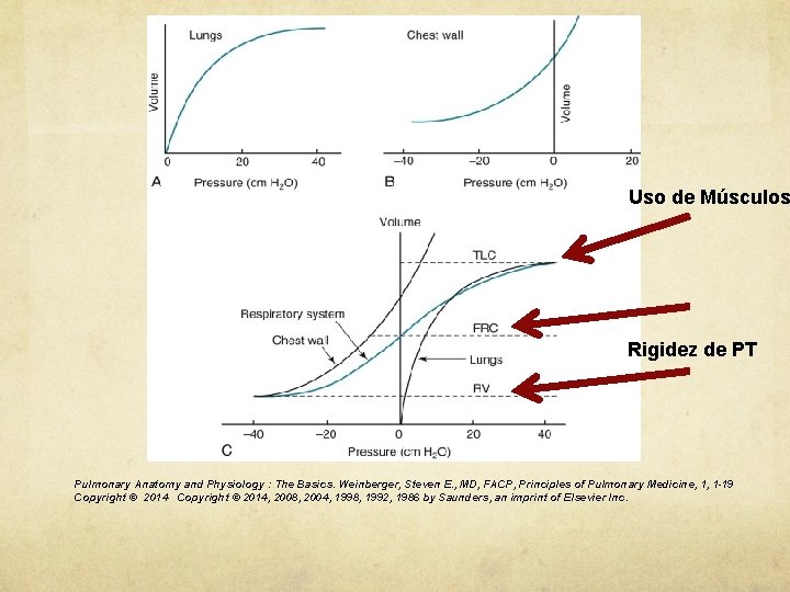 Uso de Músculos Rigidez de PT Pulmonary Anatomy and Physiology : The Basics. Weinberger,