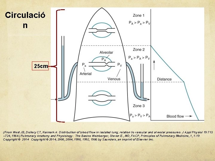 Circulació n 25 cm (From West JB, Dollery CT, Naimark A: Distribution of blood