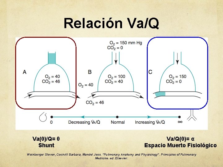 Relación Va/Q Va(0)/Q= 0 Shunt Va/Q(0)= α Espacio Muerto Fisiológico Weinberger Steven, Cockrill Barbara,