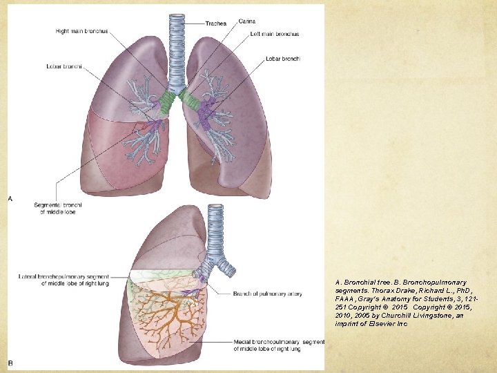 A. Bronchial tree. B. Bronchopulmonary segments. Thorax Drake, Richard L. , Ph. D, FAAA,