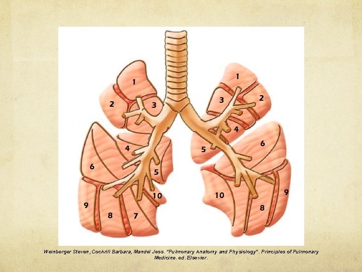 Weinberger Steven, Cockrill Barbara, Mandel Jess. “Pulmonary Anatomy and Physiology”. Principles of Pulmonary Medicine.