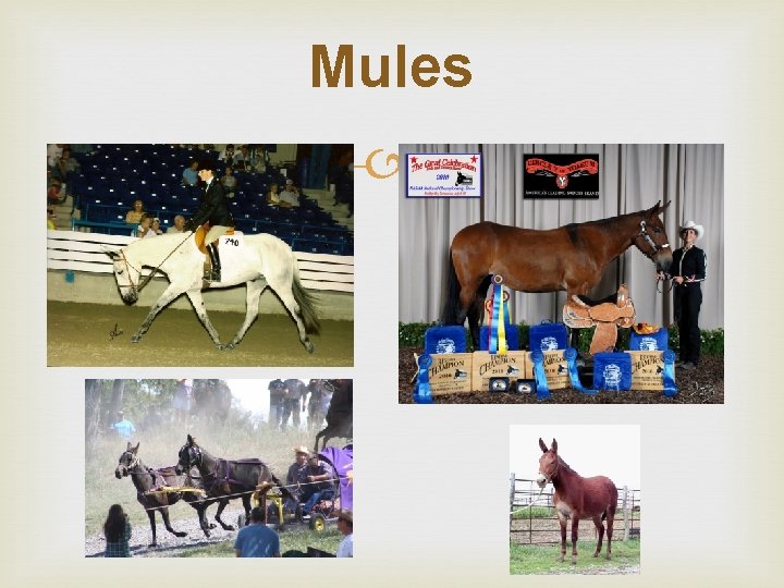 Mules 