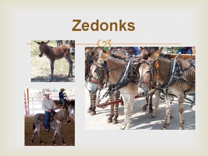 Zedonks 