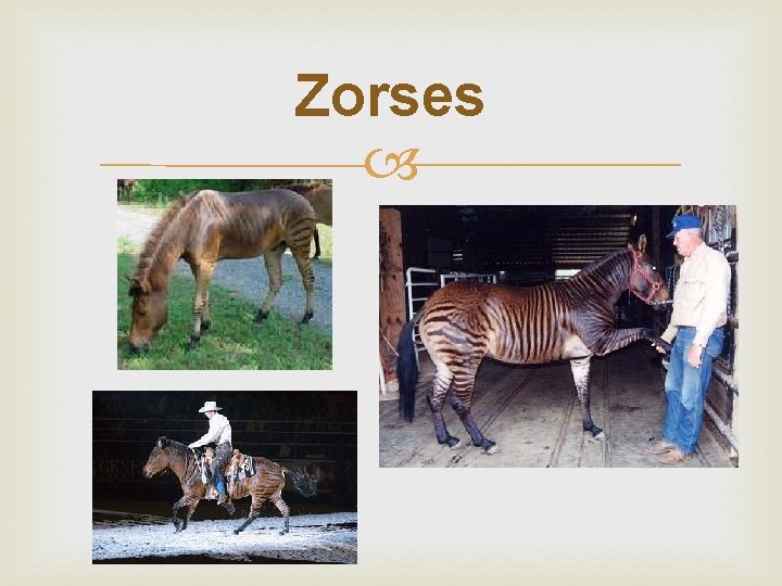 Zorses 