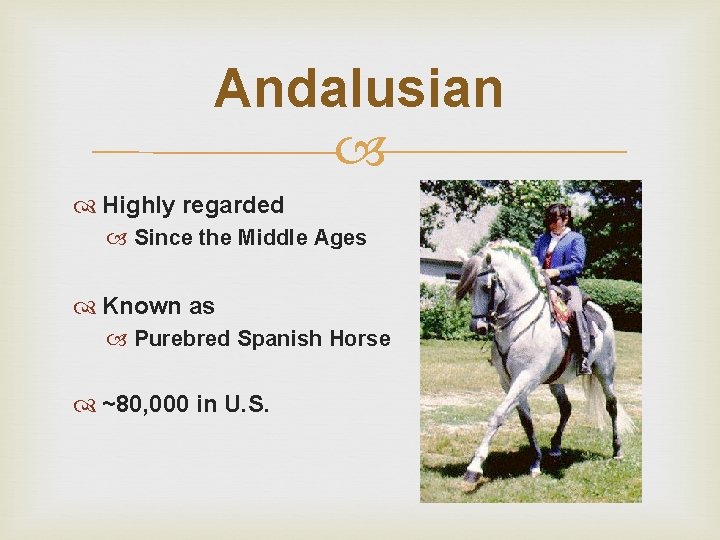 Andalusian Highly regarded Since the Middle Ages Known as Purebred Spanish Horse ~80, 000