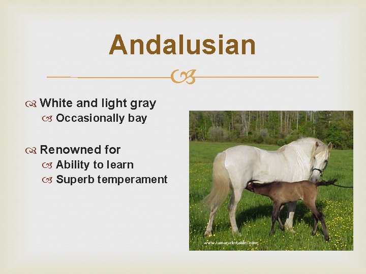 Andalusian White and light gray Occasionally bay Renowned for Ability to learn Superb temperament
