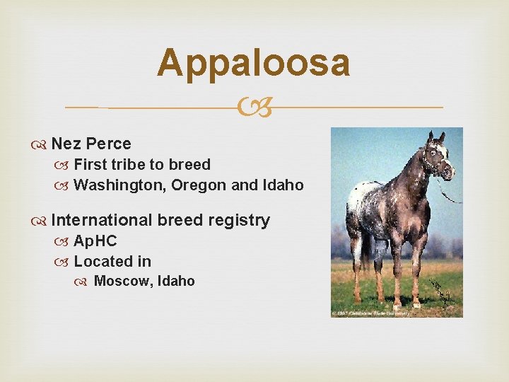 Appaloosa Nez Perce First tribe to breed Washington, Oregon and Idaho International breed registry