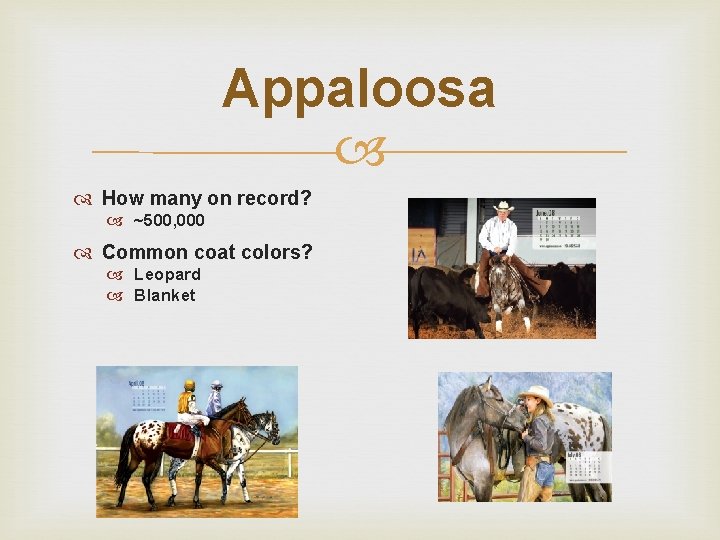 Appaloosa How many on record? ~500, 000 Common coat colors? Leopard Blanket 