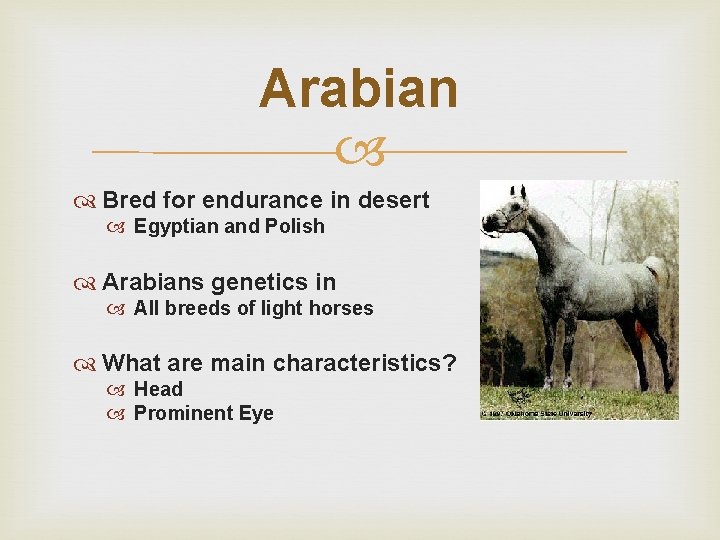 Arabian Bred for endurance in desert Egyptian and Polish Arabians genetics in All breeds