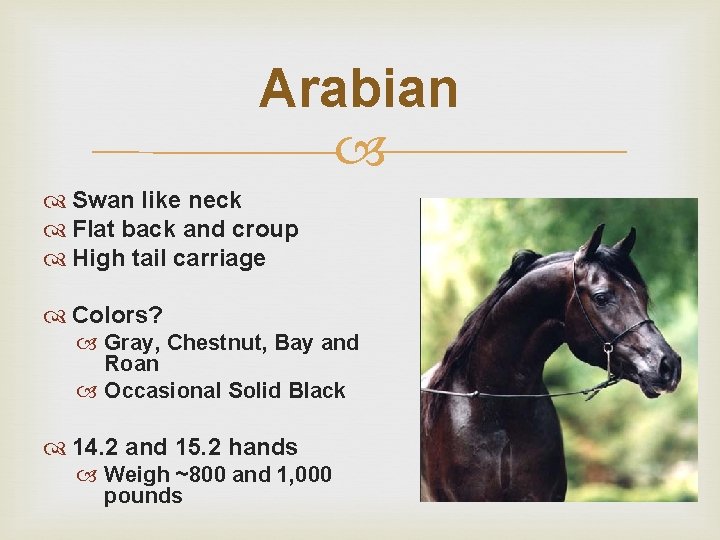 Arabian Swan like neck Flat back and croup High tail carriage Colors? Gray, Chestnut,