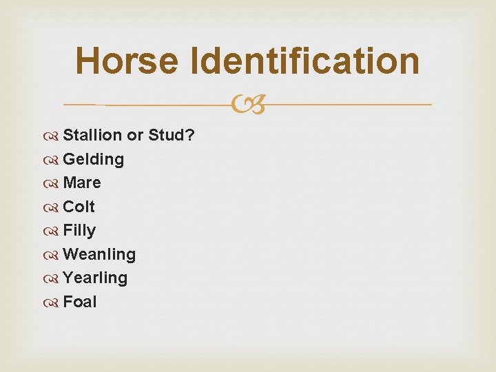 Horse Identification Stallion or Stud? Gelding Mare Colt Filly Weanling Yearling Foal 