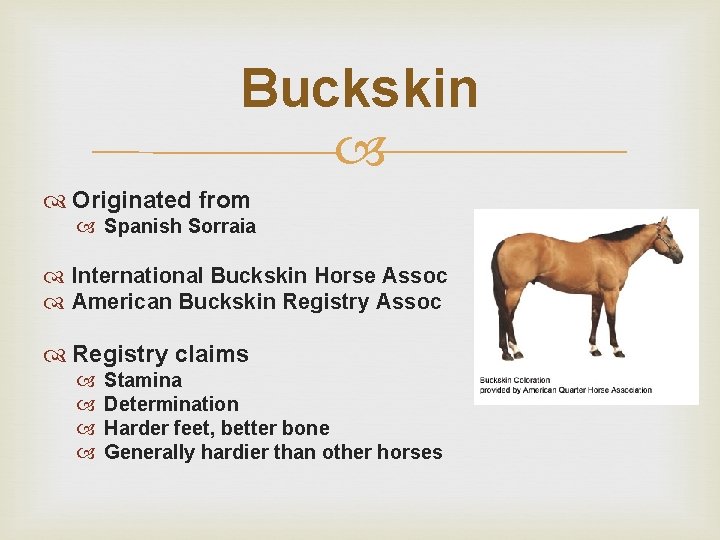 Buckskin Originated from Spanish Sorraia International Buckskin Horse Assoc American Buckskin Registry Assoc Registry